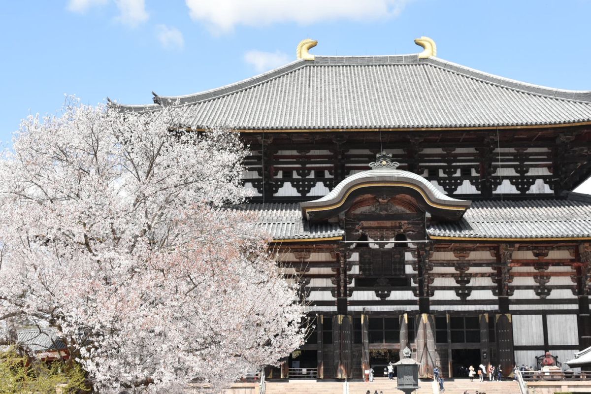東大寺！
桜が綺麗！