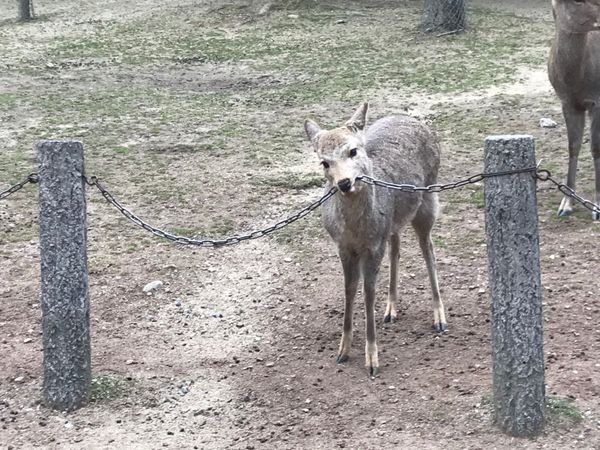 日本・奈良県「奈良公園」の写真：鹿たち