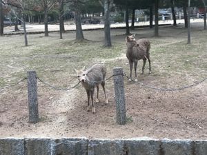 鹿たち