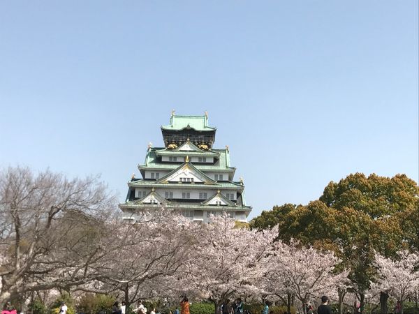 日本・大阪府「大阪城 花見🌸」の写真：大阪城と桜🌸