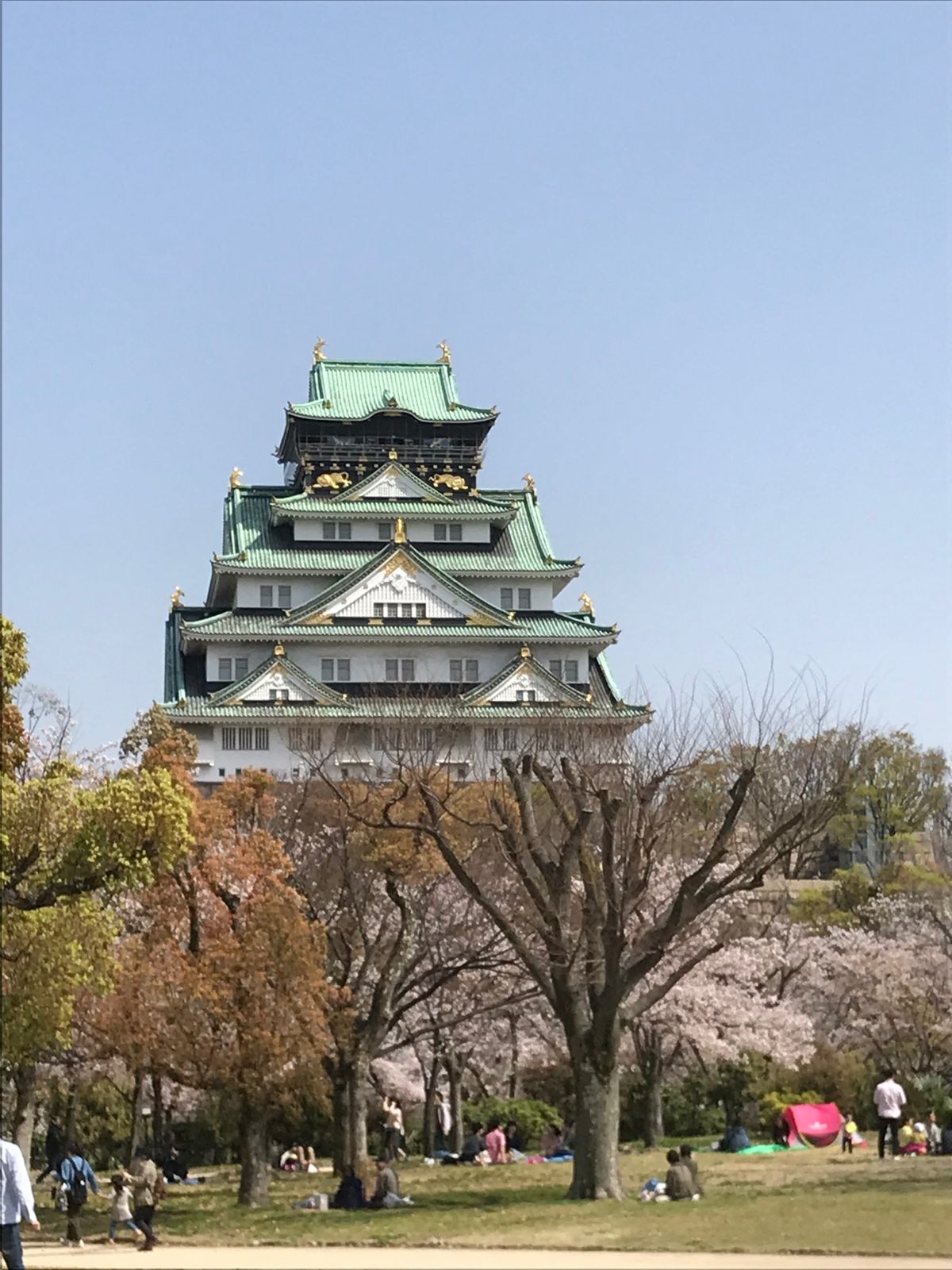 大阪城と桜🌸