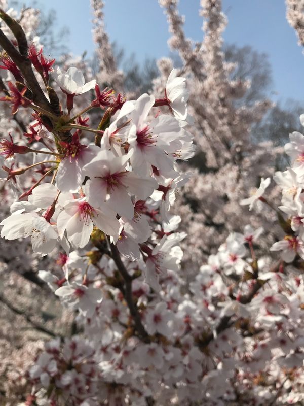 日本・大阪府「大阪城 花見🌸」の写真