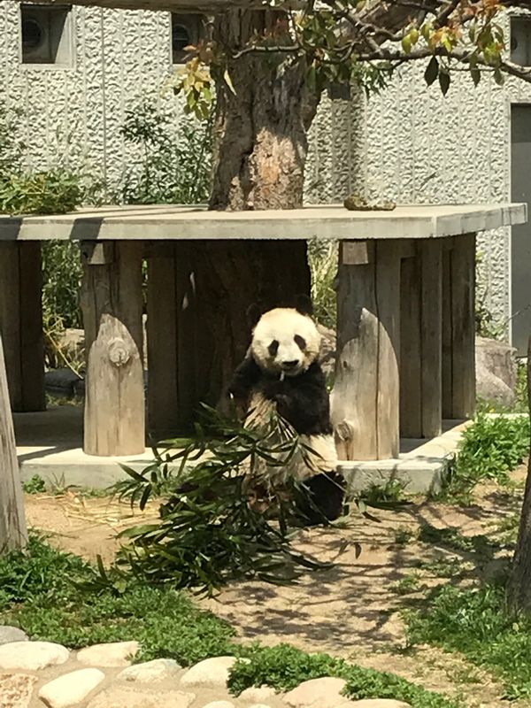 日本・兵庫県「王子動物園」の写真：パンダ