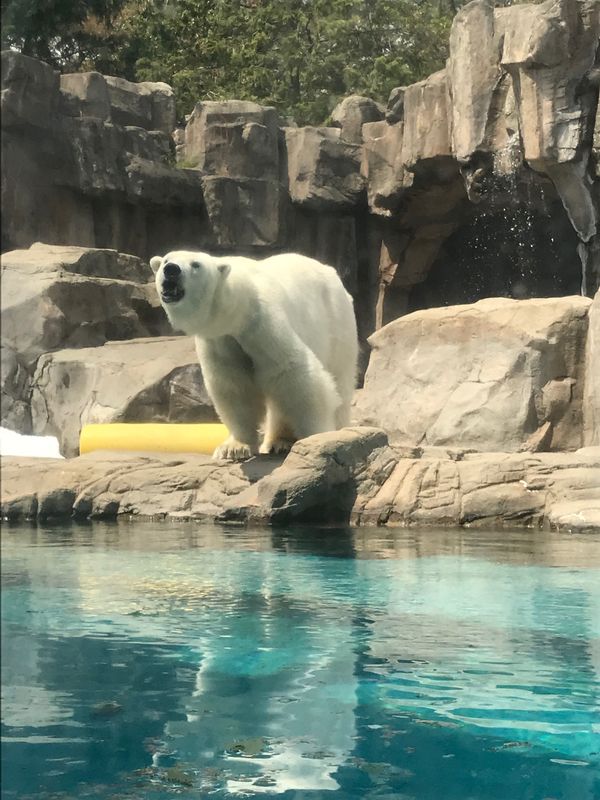 日本・兵庫県「王子動物園」の写真：シロクマ