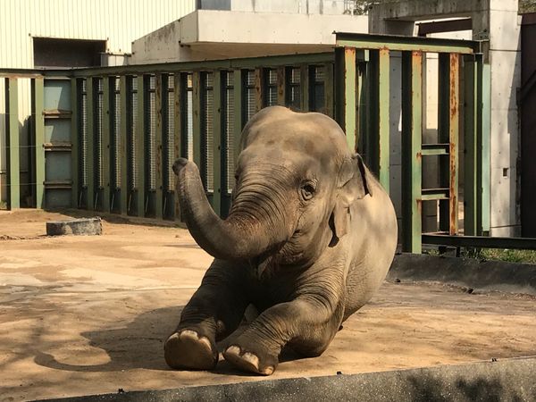 日本・兵庫県「王子動物園」の写真：象