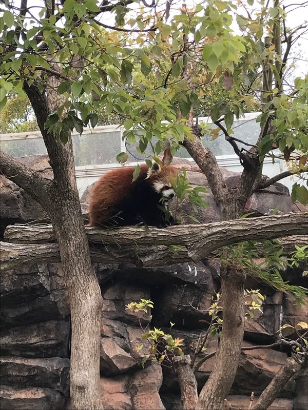 日本・兵庫県「王子動物園」の写真：レッサーパンダ