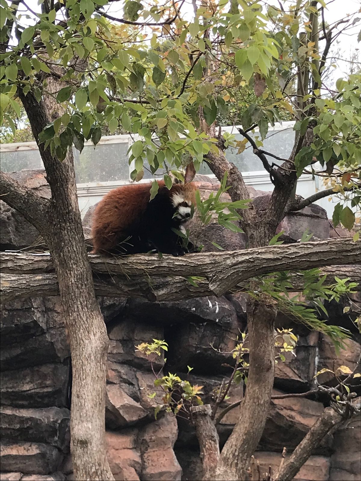 レッサーパンダ