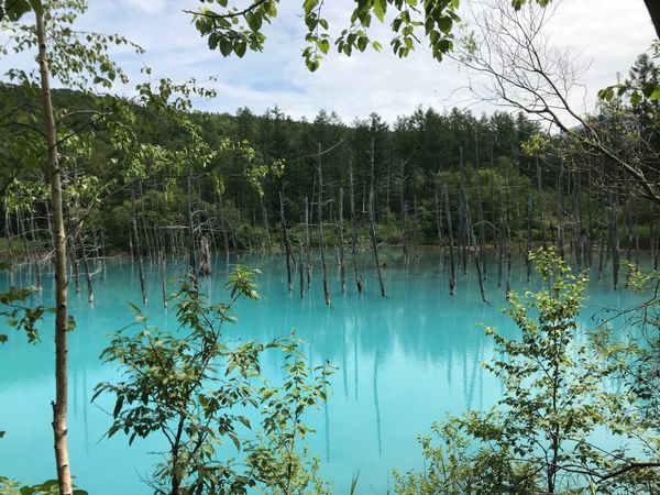 日本・北海道「北海道旅行」の写真：青い池