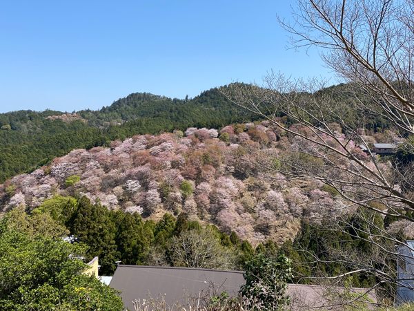 日本・奈良県「吉野山」の写真：満開でした