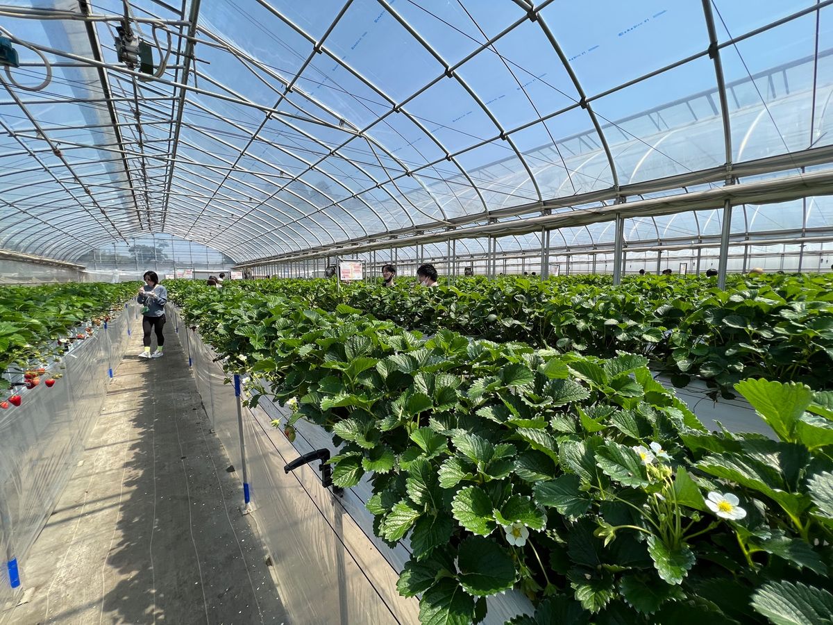 30分のいちご狩りタイム
時間のチェックは自身でやるみたいです

今日は天...