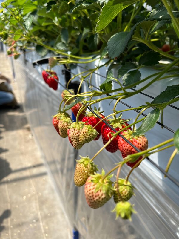 日本・千葉「ドラゴンファームでいちご狩り」の写真：30分のいちご狩りタイム
時間のチェック...