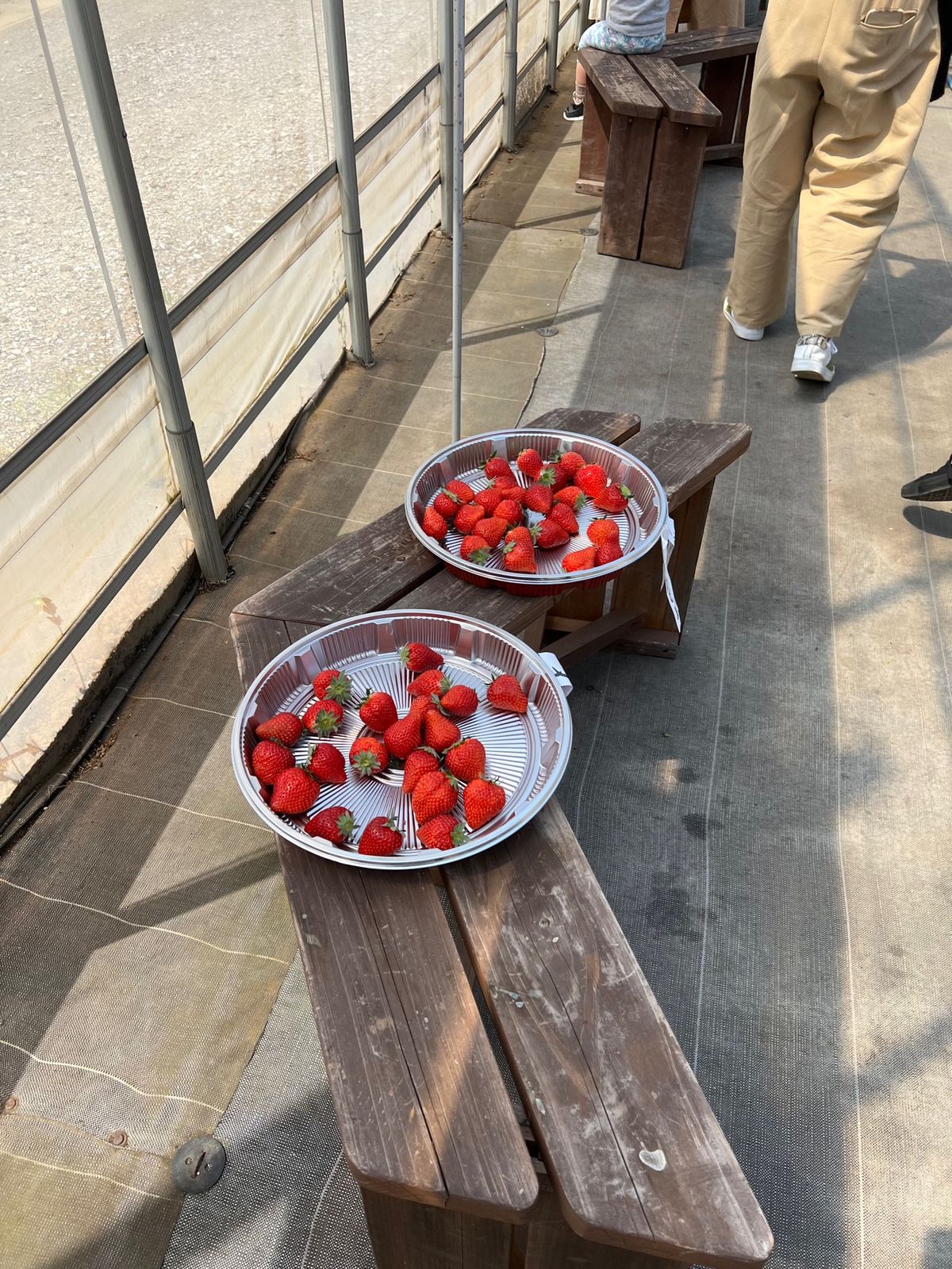 30分のいちご狩りタイム
時間のチェックは自身でやるみたいです

今日は天...