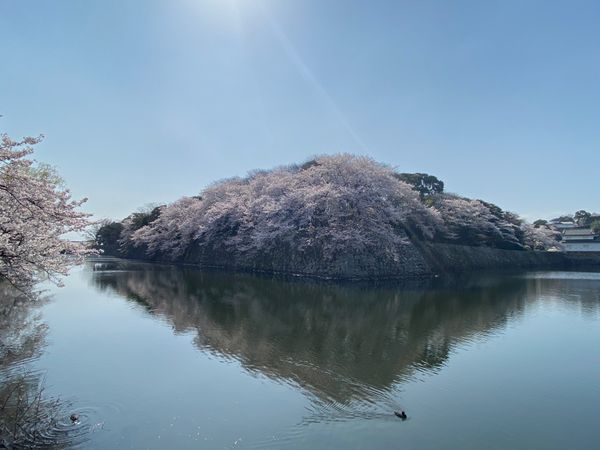 日本・京都「京都・滋賀　2022.04」の写真