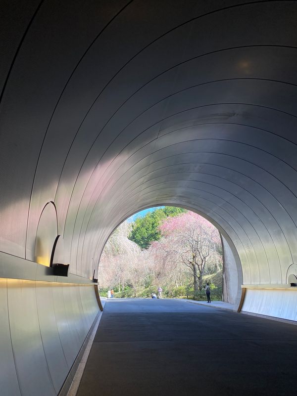 日本・京都「京都・滋賀　2022.04」の写真