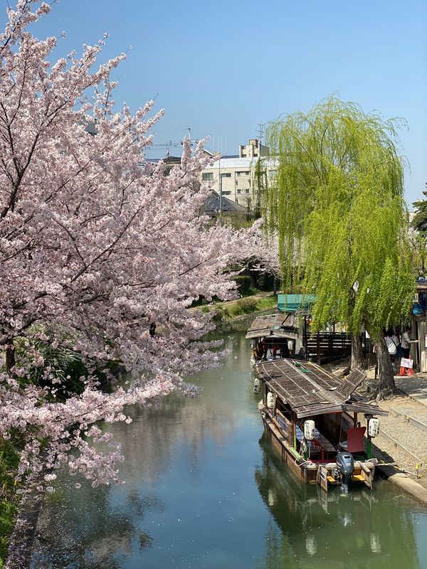 日本・京都「京都・滋賀　2022.04」の写真