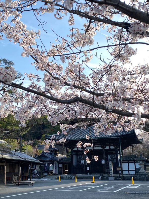 日本・京都「京都・滋賀　2022.04」の写真