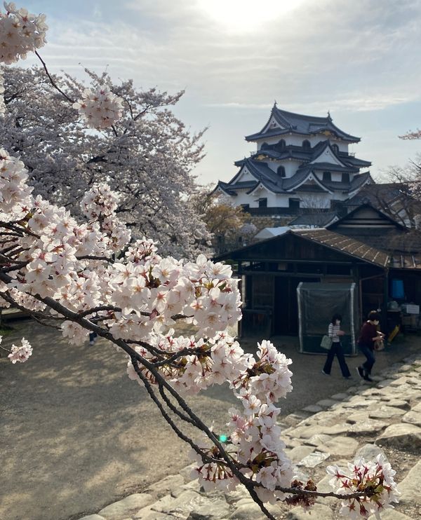 日本・京都「京都・滋賀　2022.04」の写真