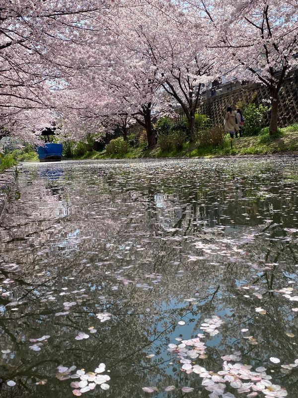 日本・京都「京都・滋賀　2022.04」の写真