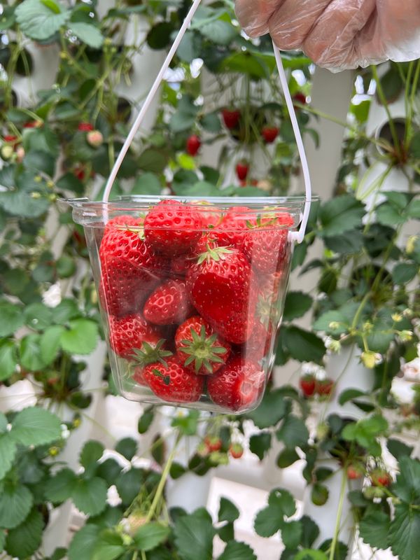 「マザー牧場グランピング」の写真