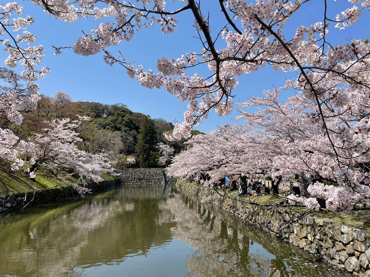彦根城のお堀に咲く満開桜。見事な桜でした。
