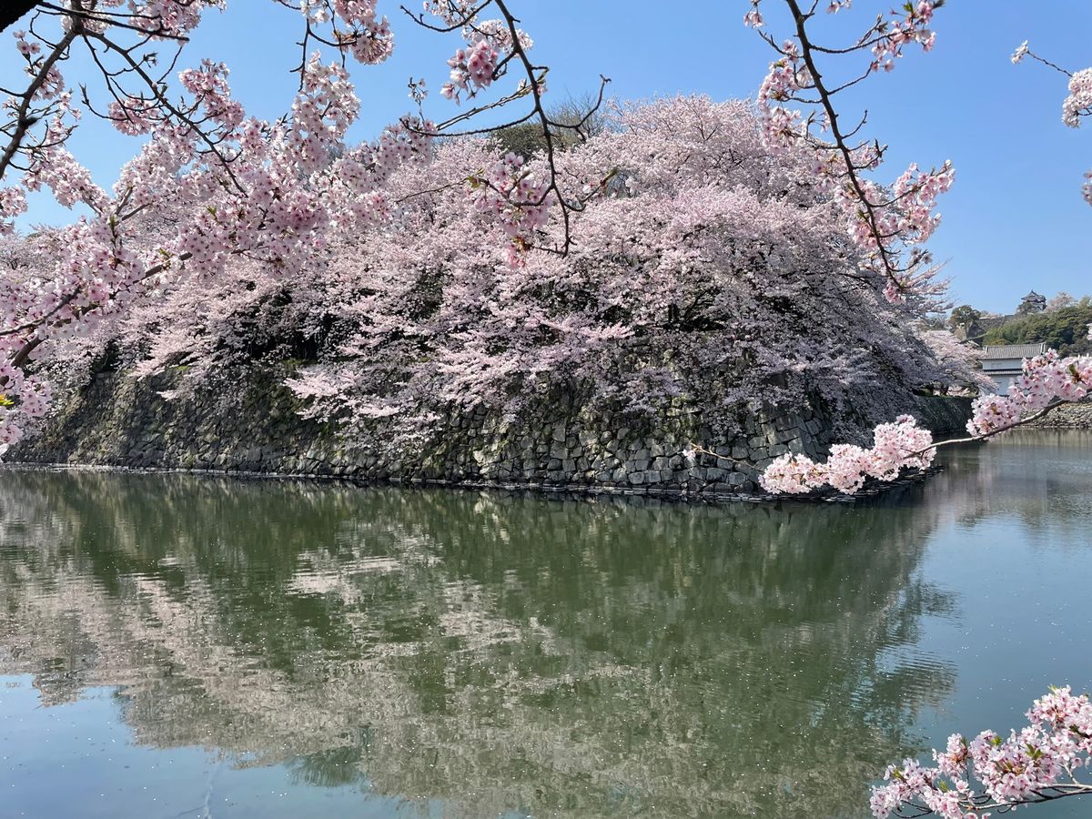 彦根城のお堀に咲く満開桜。見事な桜でした。