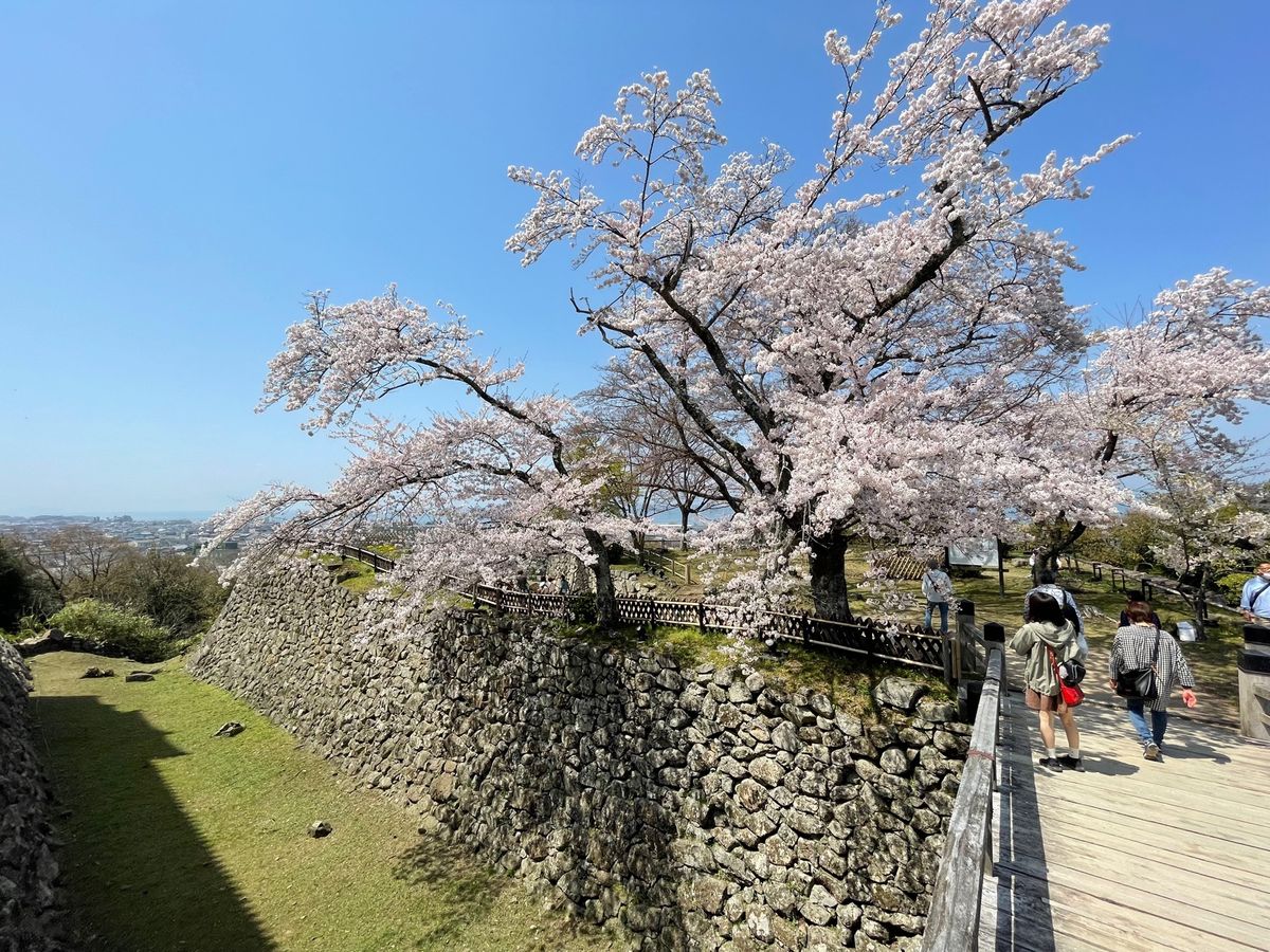 彦根城のお堀に咲く満開桜。見事な桜でした。