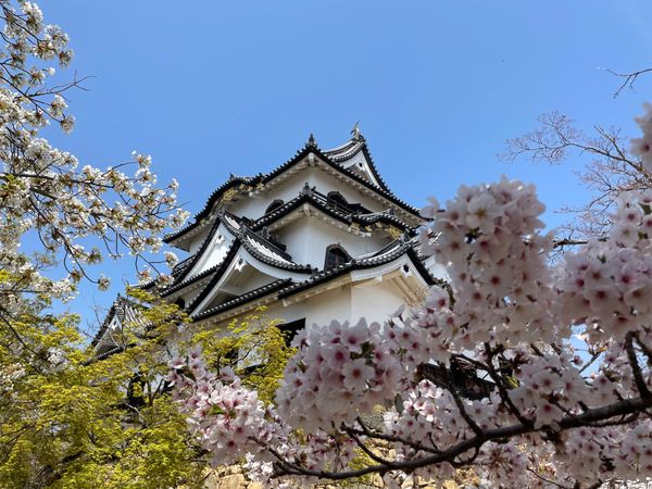 日本・滋賀県「彦根城でお花見」の写真