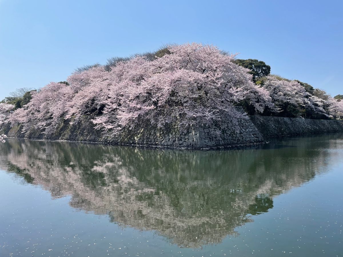 彦根城のお堀に咲く満開桜。見事な桜でした。