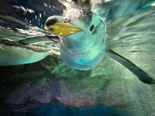 日本・大阪府「おおさか、こーべ」の写真：海遊館へ