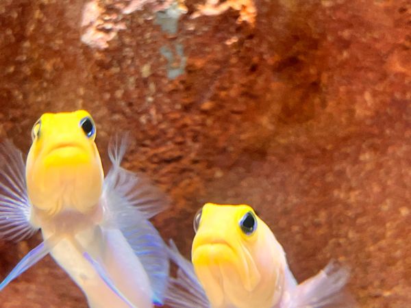 日本・大阪府「おおさか、こーべ」の写真