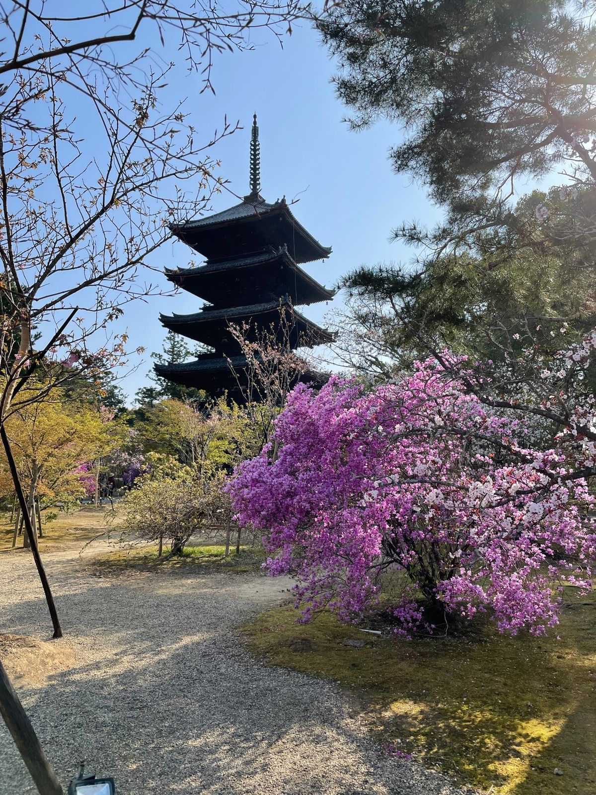 前日の暖かさで一気に開花した仁和寺の御室桜。
早朝特別拝観でゆっくり鑑賞。...