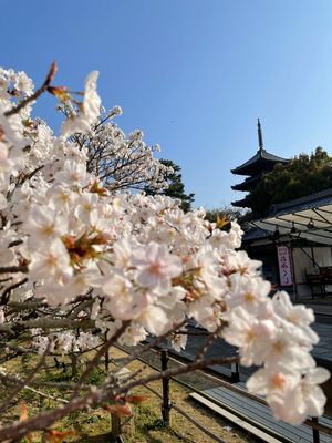 前日の暖かさで一気に開花した仁和寺の御室桜。
早朝特別拝観でゆっくり鑑賞。...