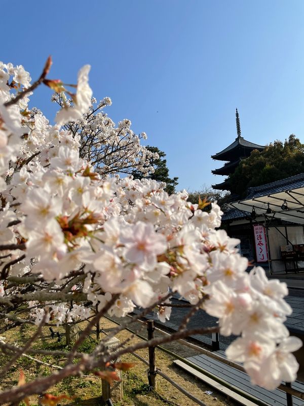 日本・京都「京都　桜2022」の写真：前日の暖かさで一気に開花した仁和寺の御室...