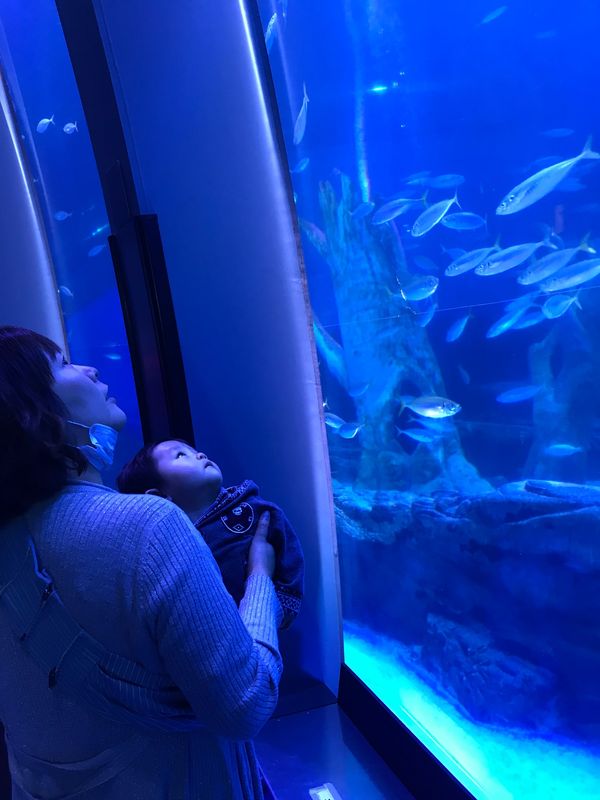日本・神奈川県「初水族館」の写真
