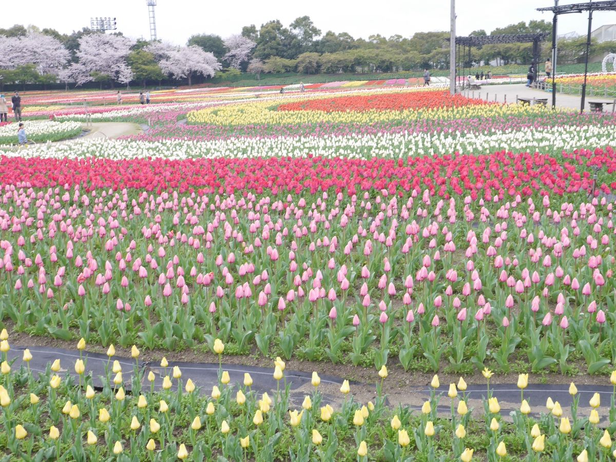初めてのぱしふぃっくびいなす
美味しいものいっぱい！楽しい事いっぱい！
初...
