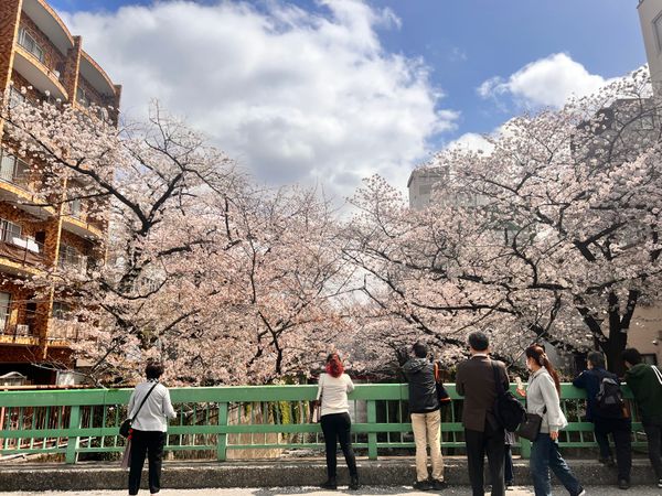 日本・東京都「目黒川」の写真