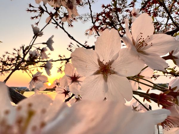 日本・埼玉県「桜と夕陽」の写真