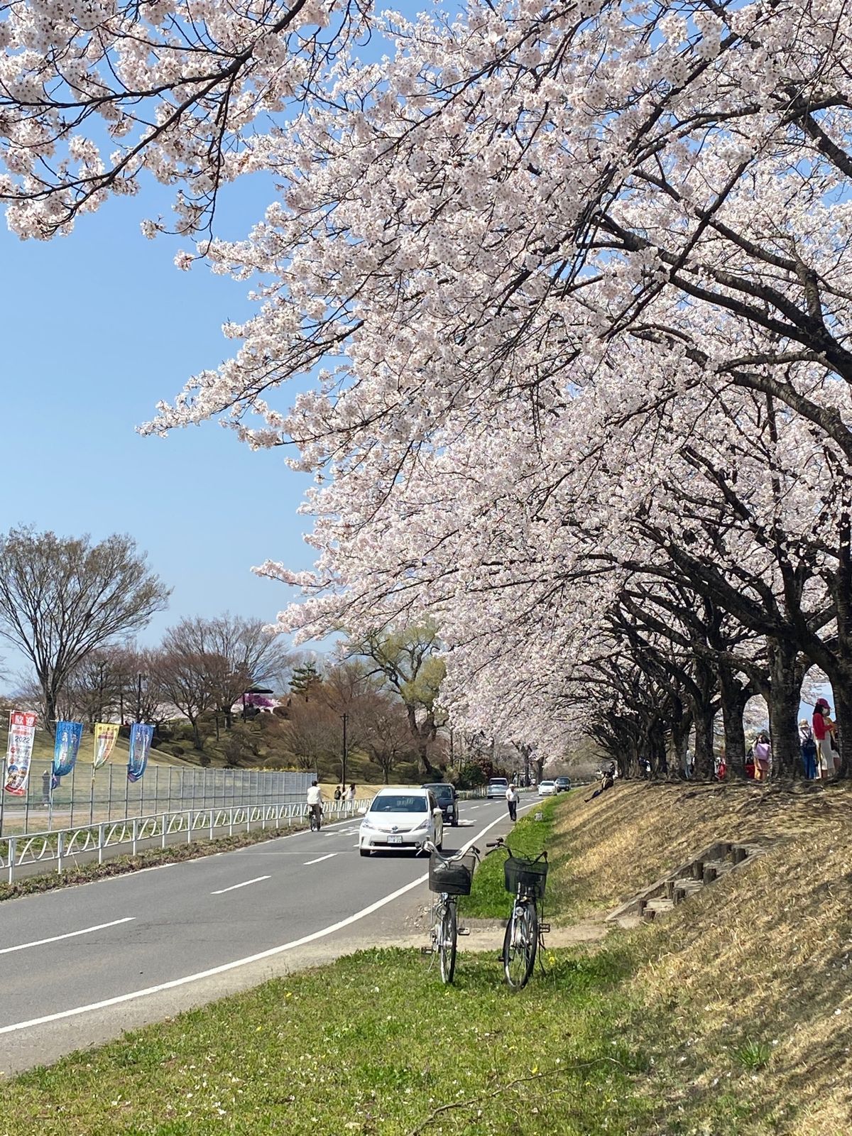 福島に行く途中に栃木県で急に見つけた綺麗に桜咲いてる場所に寄り道しました🌸...