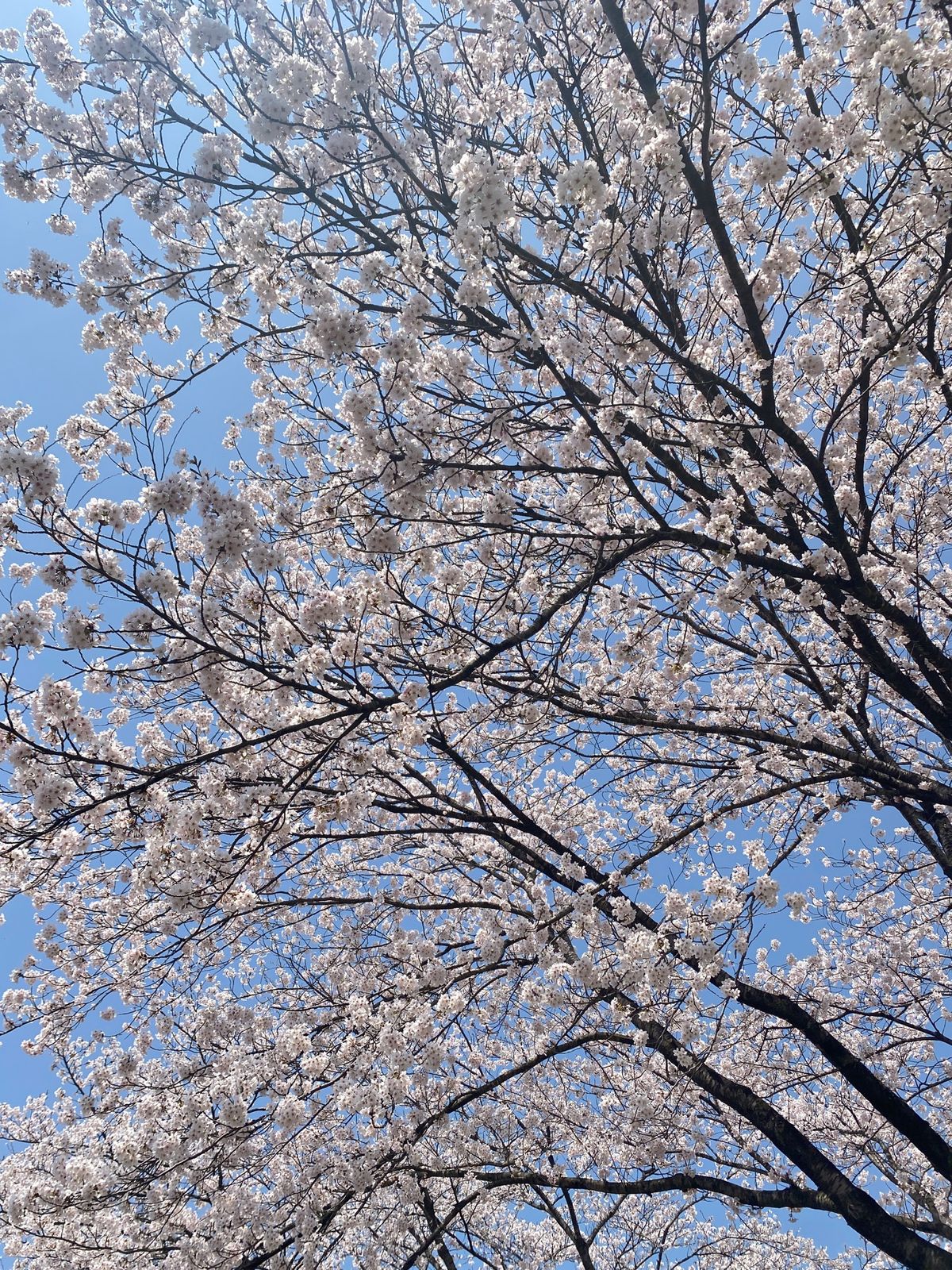 福島に行く途中に栃木県で急に見つけた綺麗に桜咲いてる場所に寄り道しました🌸...