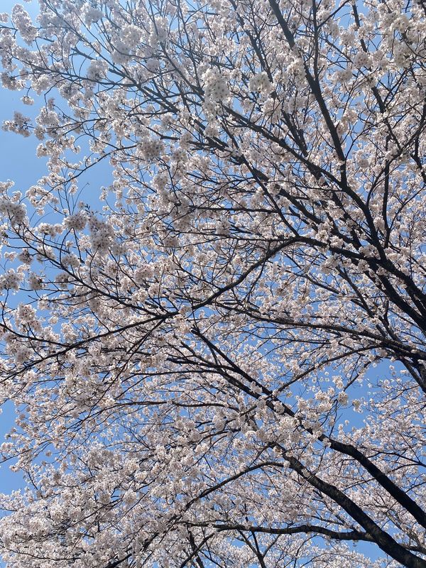 日本・福島県「福島旅行」の写真：福島に行く途中に栃木県で急に見つけた綺麗...