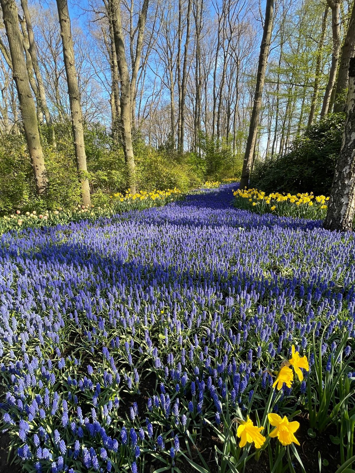 キューケンホフ