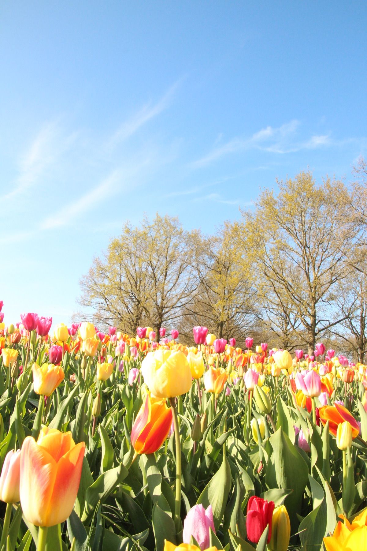 キューケンホフ