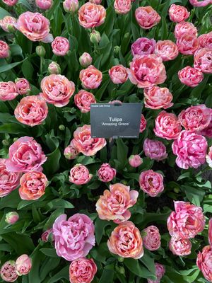 キューケンホフ🌷