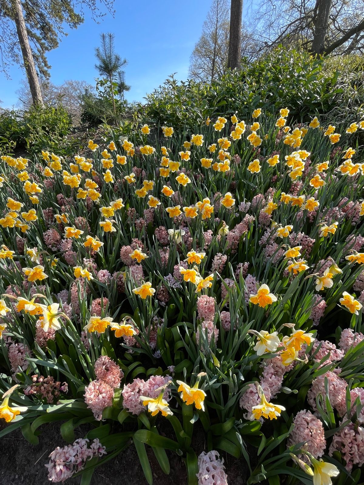 キューケンホフ