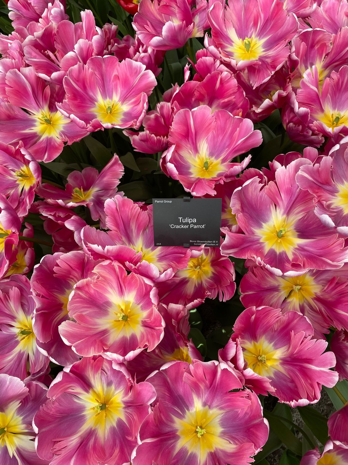 キューケンホフ🌷