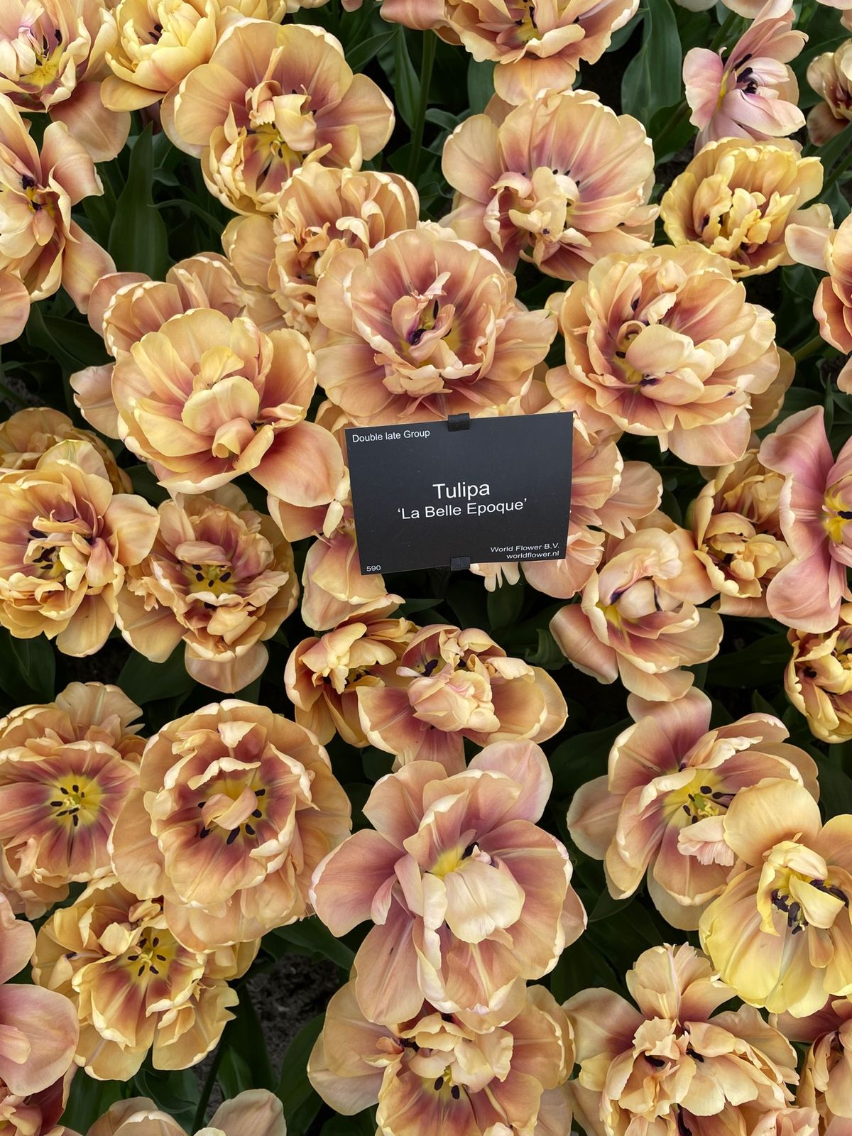 キューケンホフ🌷