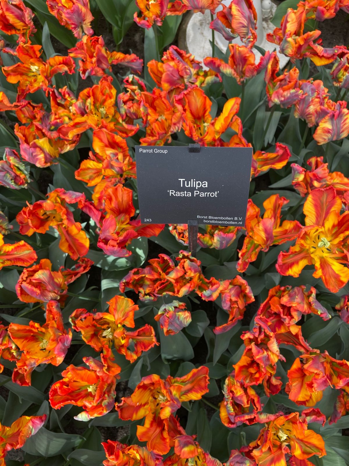 キューケンホフ🌷