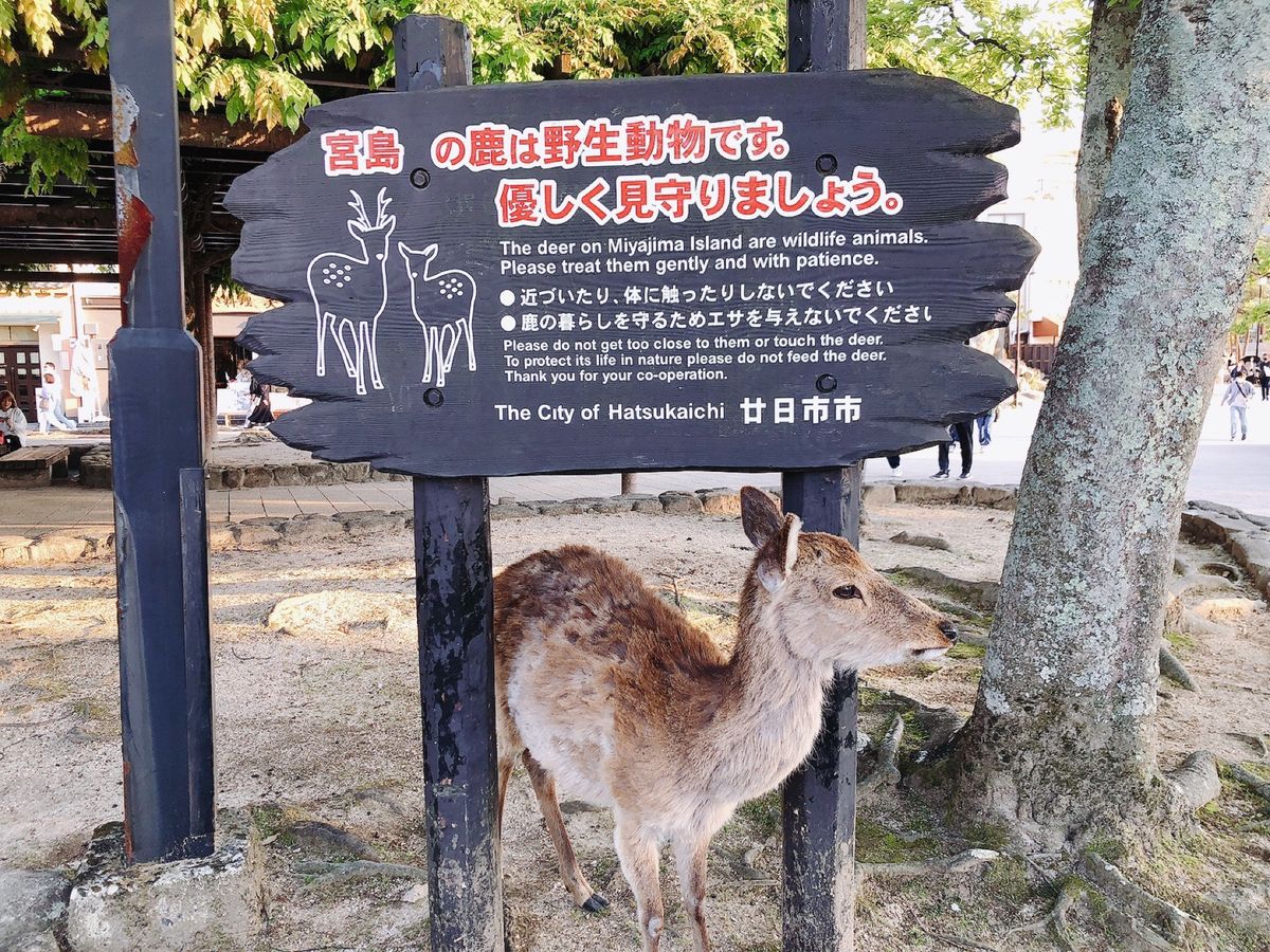 厳島神社②