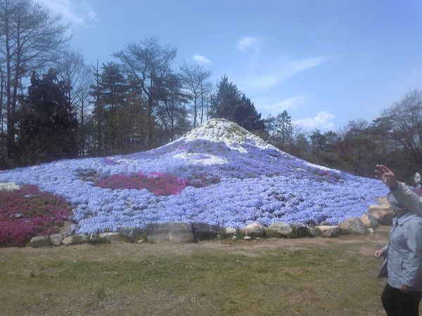 日本・広島県「しばざくら」の写真