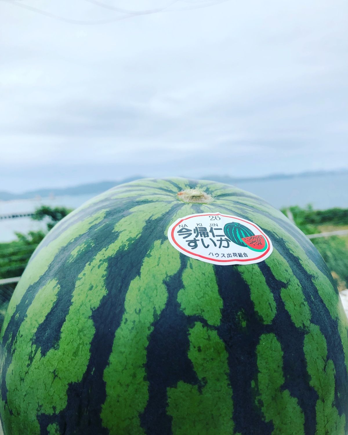 5月1日
今帰仁村産のスイカを買いに行きました。
今帰仁村は素晴らしいところ🍉